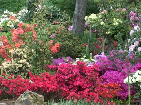 Kranenburg : Am 3. Wochenende im Mai geöffnet, dann überwiegt die Rhododendronblüte.